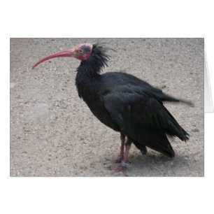 Ibis de la Balle Nord
