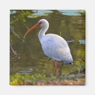 Ibis Drink op de Pond Magnet Magneet