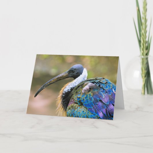 Ibis Kaart (Voorkant)