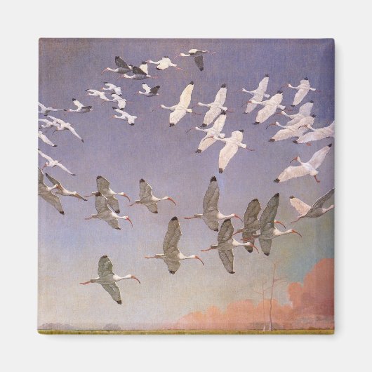 Ibis-kudde over watergebieden,  vogels magneet (Voorkant)