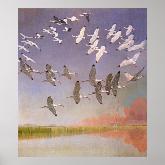 Ibis-kudde over watergebieden,  vogels poster (Voorkant)