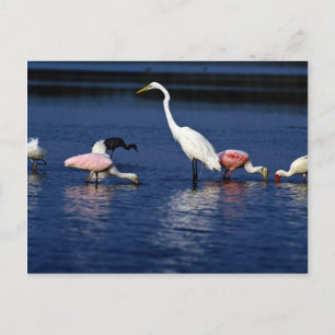Ibis, lepels, grote intrek, blauwe heron en sneeuw briefkaart