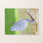Ibis op foto van één been legpuzzel (Horizontaal)