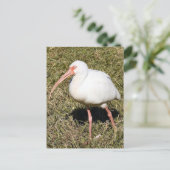 Ibis Photo Briefkaart (Staand voorkant)