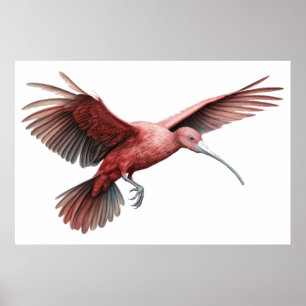 Ibis spreidende vleugels poster