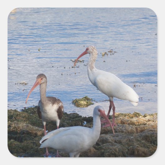 Ibis vogels op de kust van Florida Bay Vierkante Sticker (Voorkant)
