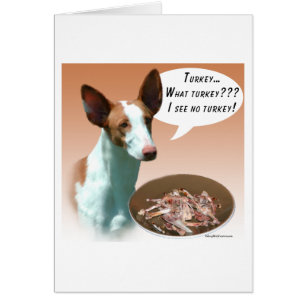 Ibizan Hound Turkije