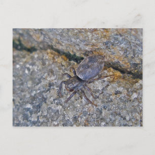 IBSP Jetty Spider Briefkaart