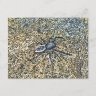 IBSP Jetty Spider Briefkaart