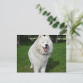 Ice bears. briefkaart (Staand voorkant)