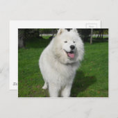 Ice bears. briefkaart (Voorkant / Achterkant)