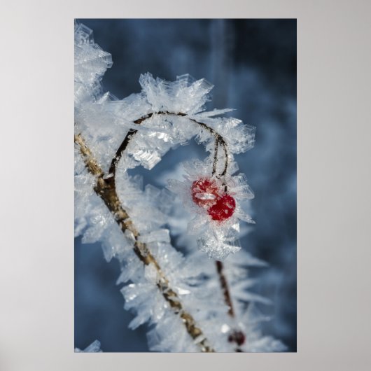 Ice Berries Poster (Voorkant)