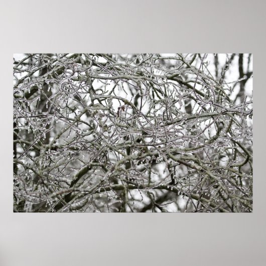 Ice Branch Lace in het bos Poster (Voorkant)