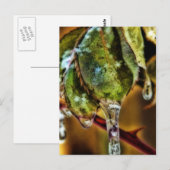 Ice Briefkaart (Voorkant / Achterkant)