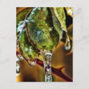Ice Briefkaart