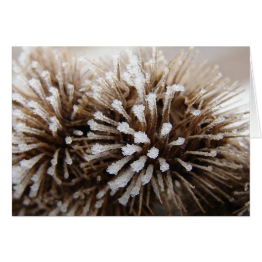 Ice Burrs (Voorkant Horizontaal)