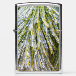 Ice Coated Pine Needles Winter Botanisch