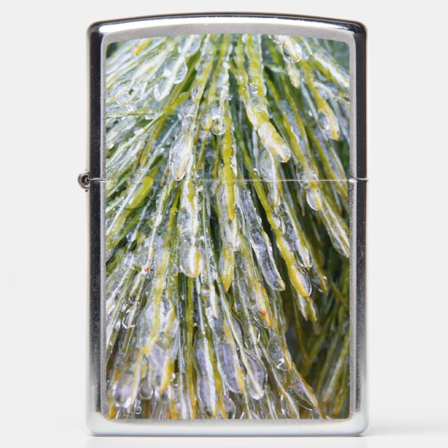 Ice Coated Pine Needles Winter Botanisch (Voorkant)