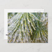 Ice Coated Pine Needles Winter Botanisch Briefkaart (Voorkant / Achterkant)