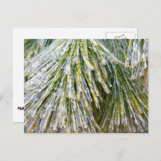 Ice Coated Pine Needles Winter Botanisch Briefkaart (Voorkant / Achterkant)