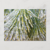 Ice Coated Pine Needles Winter Botanisch Briefkaart (Voorkant)
