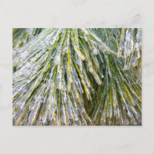 Ice Coated Pine Needles Winter Botanisch Briefkaart