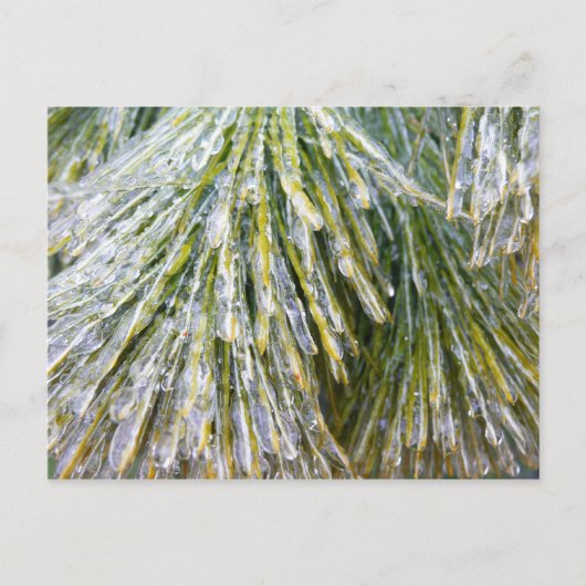 Ice Coated Pine Needles Winter Botanisch Briefkaart (Voorkant)