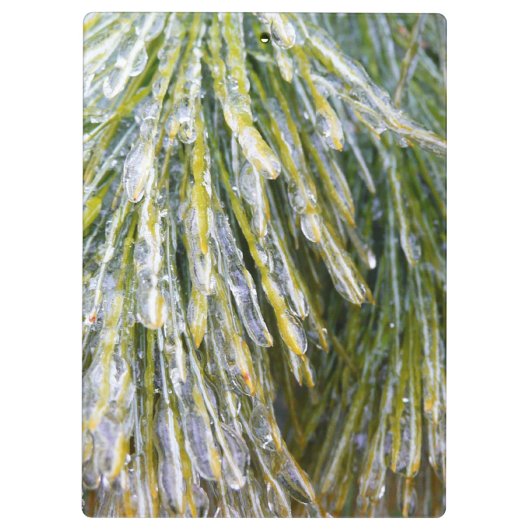 Ice Coated Pine Needles Winter Botanisch Klembord (Achterkant)