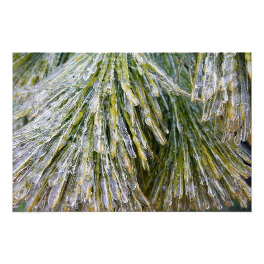 Ice Coated Pine Needles Winter Botanisch Perfect Poster (Voorkant)