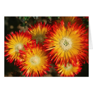 Ice-Planten (Lampranthus aureus) in Bloom