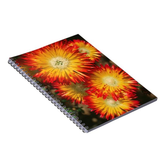 Ice-Planten (Lampranthus aureus) in Bloom Notitieboek (Rechterzijde)