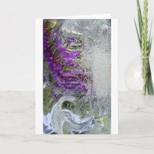 Iced Black Knight Butterfly Struik, Kaart