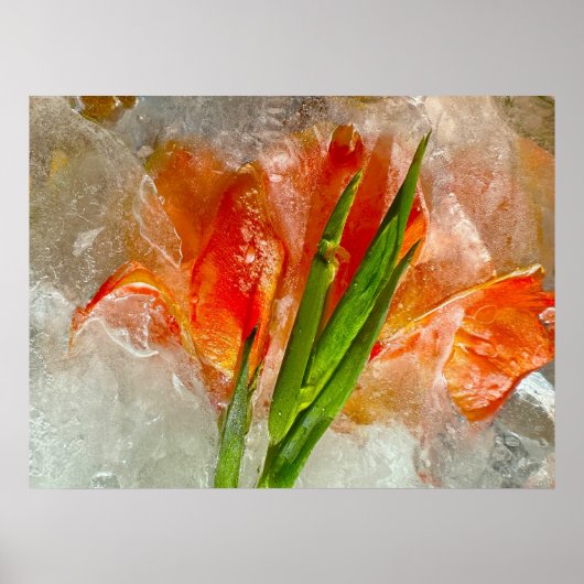 Iced Gladioli, Poster (Voorkant)