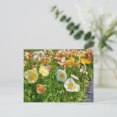 Iceland Poppy Briefkaart (Staand voorkant)