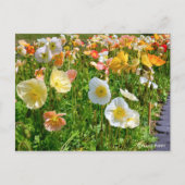 Iceland Poppy Briefkaart (Voorkant)