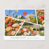 Iceland Poppy Briefkaart (Voorkant)
