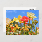 Iceland Poppy Briefkaart (Voorkant / Achterkant)