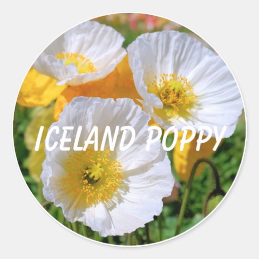 Iceland Poppy Ronde Sticker (Voorkant)
