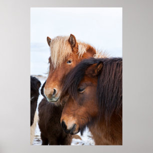 Icelandic Horse during winter on Iceland 3 Poster