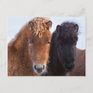 Icelandic Horse during winter on Iceland Briefkaart
