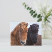 Icelandic Horse during winter on Iceland Briefkaart (Staand voorkant)