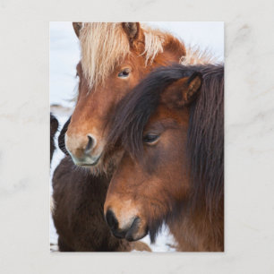 Icelandic Horse during winter on Iceland Briefkaart