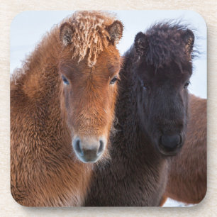 Icelandic Horse during winter on Iceland Drankjes Onderzetter