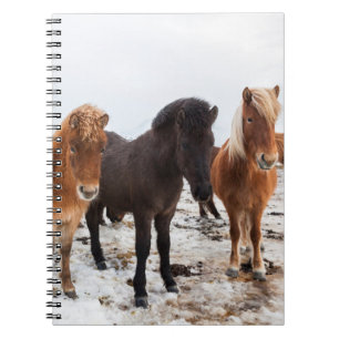 Icelandic Horse during winter on Iceland Notitieboek