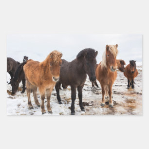 Icelandic Horse during winter on Iceland Rechthoekige Sticker