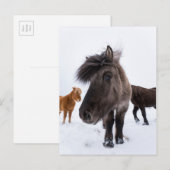 Icelandic Horse Portrait, Iceland Briefkaart (Voorkant / Achterkant)