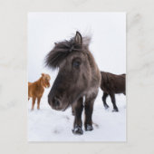 Icelandic Horse Portrait, Iceland Briefkaart (Voorkant)