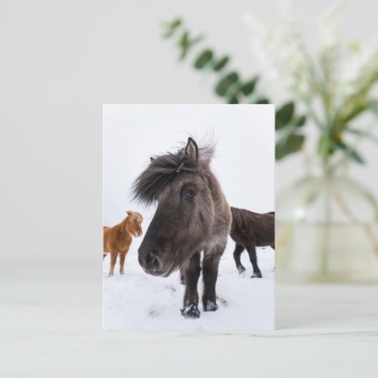 Icelandic Horse Portrait, Iceland Briefkaart (Staand voorkant)