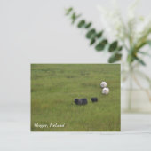 Icelandic Sheep Briefkaart (Staand voorkant)