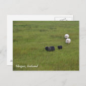 Icelandic Sheep Briefkaart (Voorkant / Achterkant)